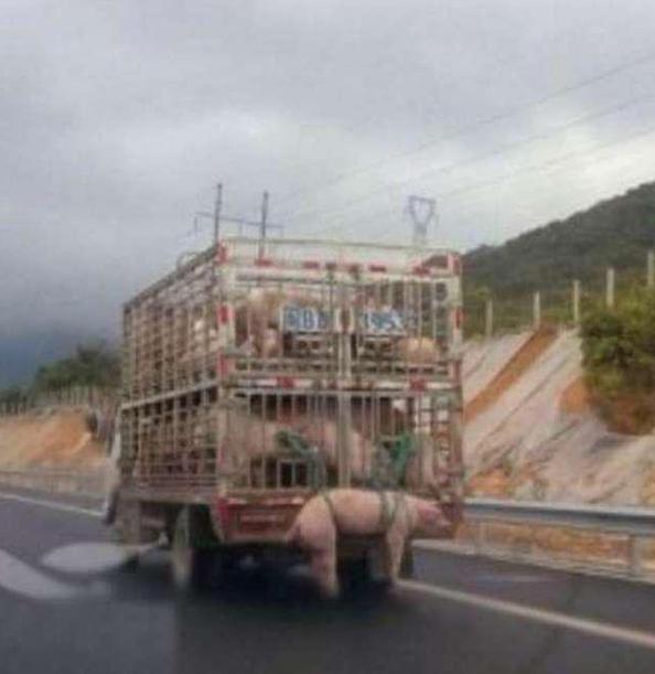 这只猪到底做错了什么 这只猪到底做错了什么