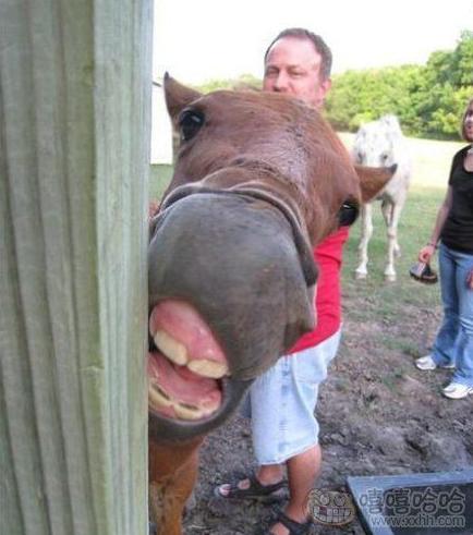 这家伙又来抢镜头了 这家伙又来抢镜头了