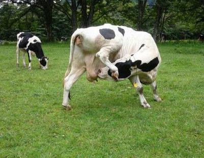 这才是真正的自取其乳 这才是真正的自取其乳