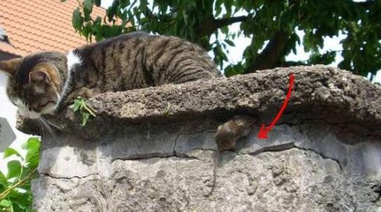 这才是真正的躲猫猫 这才是真正的躲猫猫