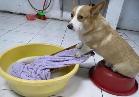 这是一只洗衣基 这是一只洗衣基