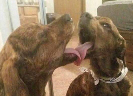 这是一条孤单寂寞冷的汪星人 这是一条孤单寂寞冷的汪星人