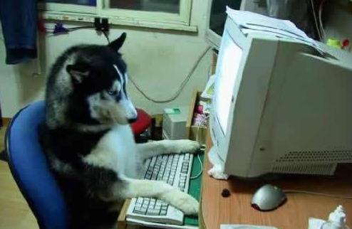 这狗有点吊 这狗有点吊