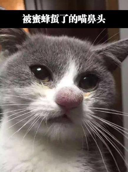 这猫咪可以去当小丑了 这猫咪可以去当小丑了