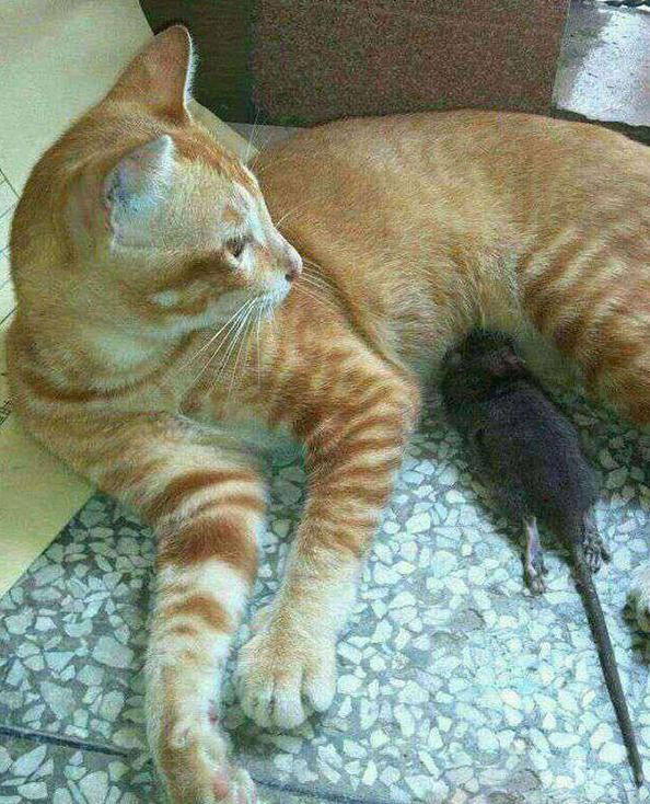 这老鼠也太猖狂了 这老鼠也太猖狂了