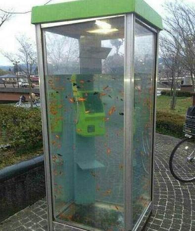 这金鱼缸真是不一般呢 这金鱼缸真是不一般呢