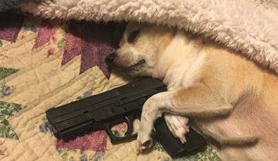 铲屎的快去给我买上好的狗粮 铲屎的快去给我买上好的狗粮