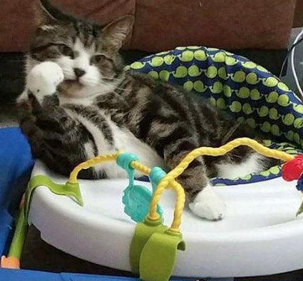 铲屎的怎么还不赶紧来伺候本宫用膳 铲屎的怎么还不赶紧来伺候本宫用膳