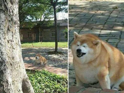 隔着屏幕都听到它沉重的喘气声 隔着屏幕都听到它沉重的喘气声