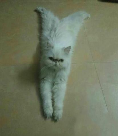 骨骼惊奇的喵星人 骨骼惊奇的喵星人