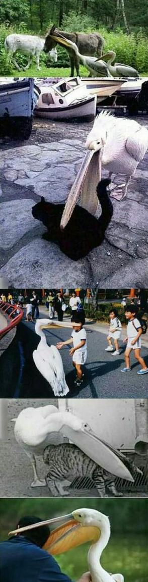 鸟大了什么都想吃 鸟大了什么都想吃