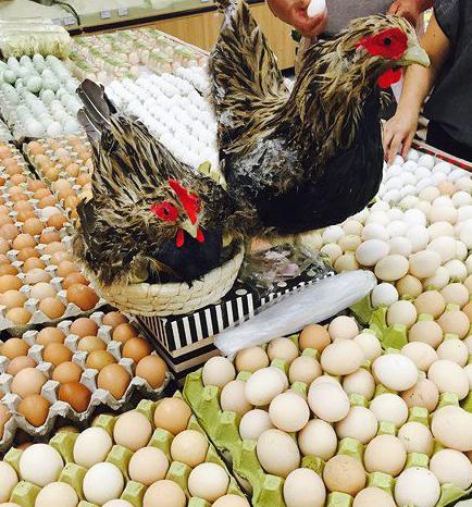 鸡蛋绝对是新鲜的 鸡蛋绝对是新鲜的