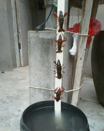 龙虾版越狱 龙虾版越狱